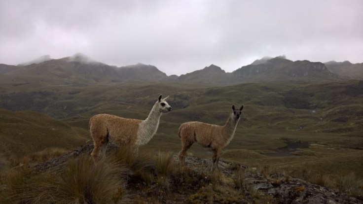 WP_20170530_14_47_13_Pro (Small)